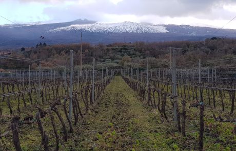 יינות הקינוח המדהימים של סיציליה