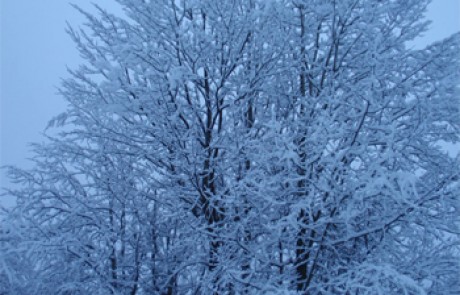 סקי בקורשבל