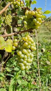 ענב השנין בלאן